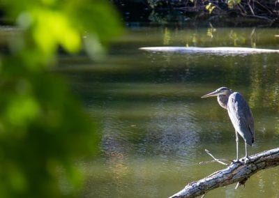 A blue heron overlooks the pond on the grounds of luxury senior retirement community Lasell Village in Newton, MA